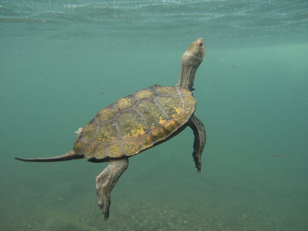 ニホンイシガメ