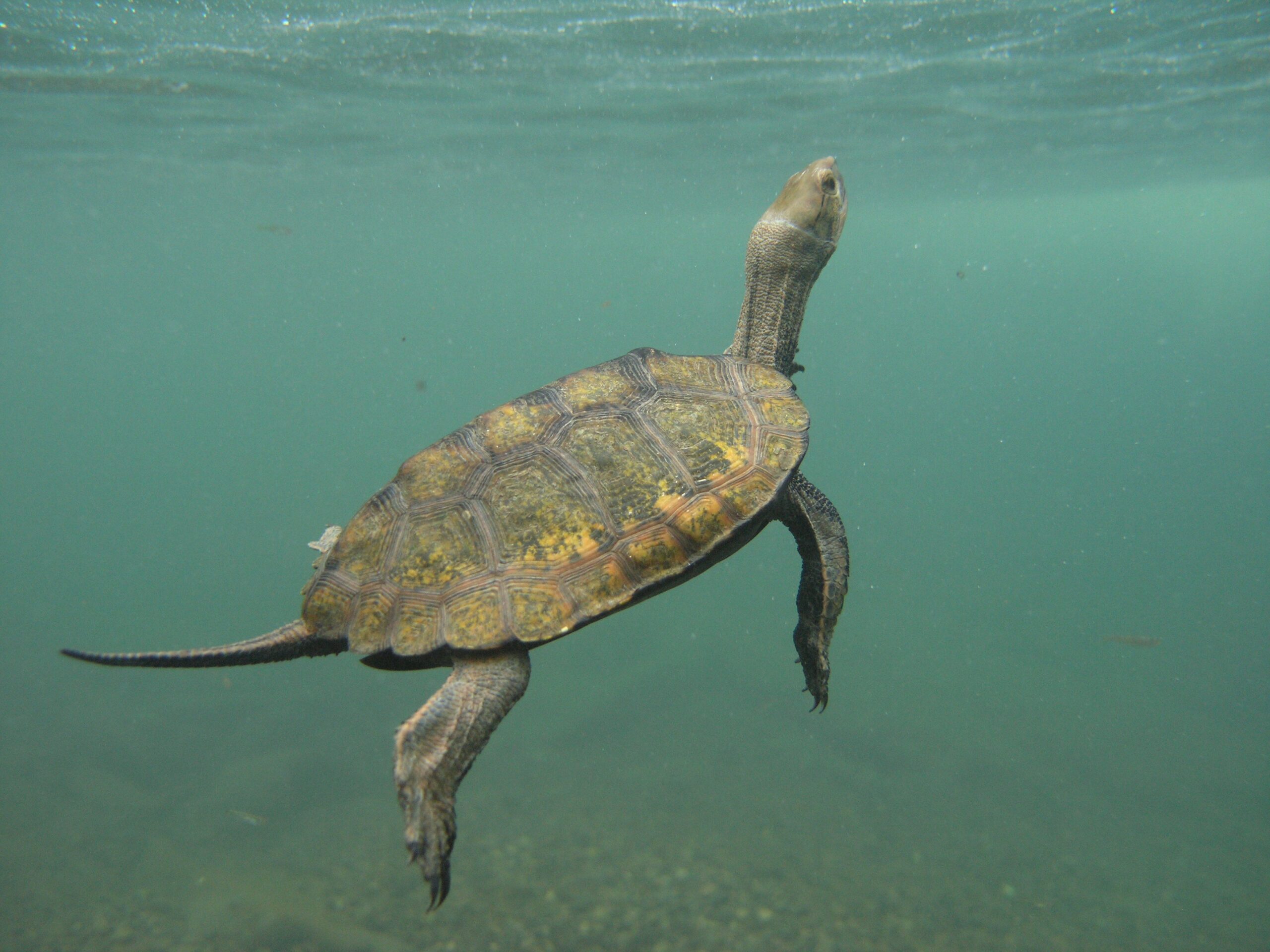 ニホンイシガメ