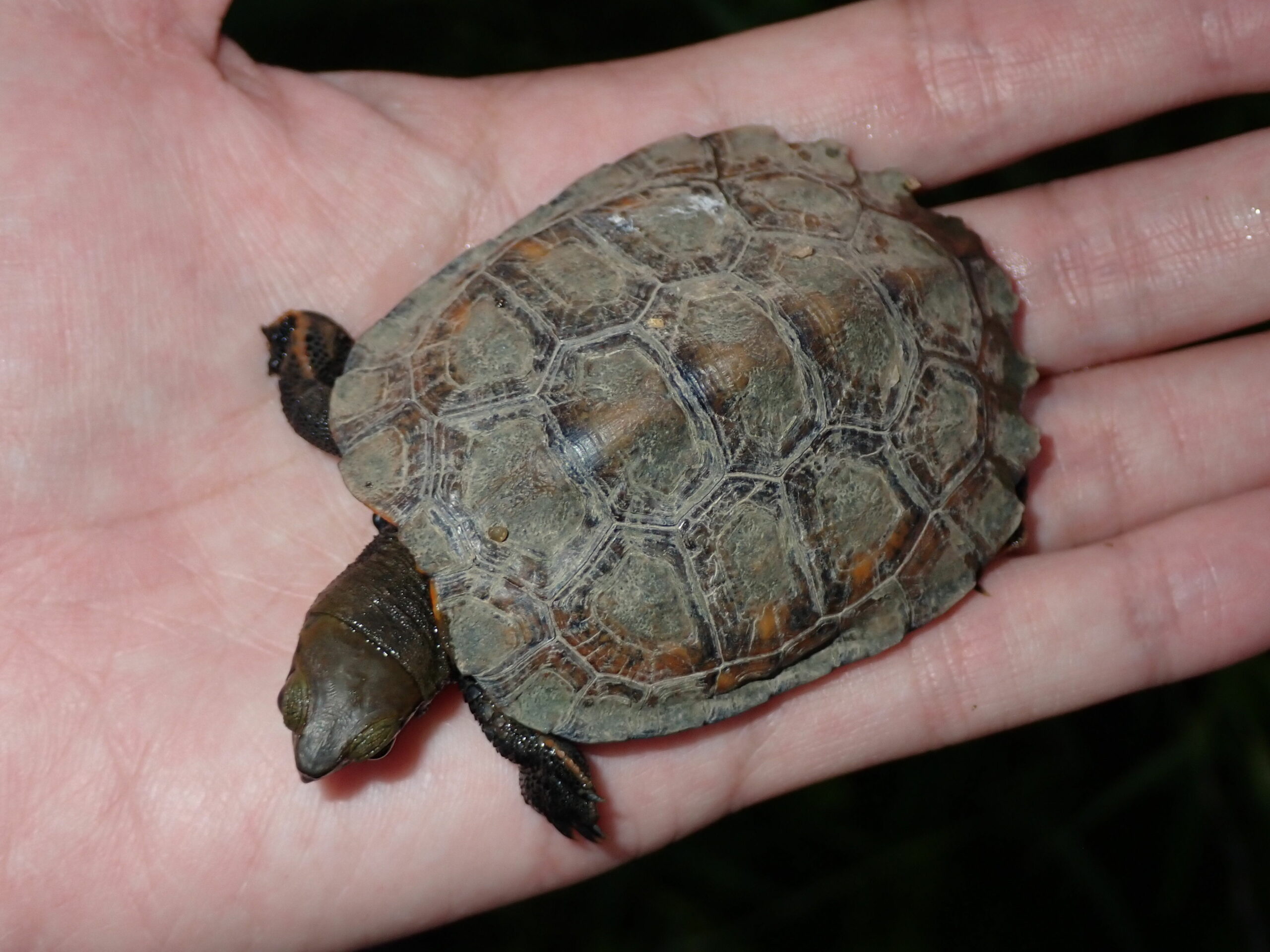 ニホンイシガメ