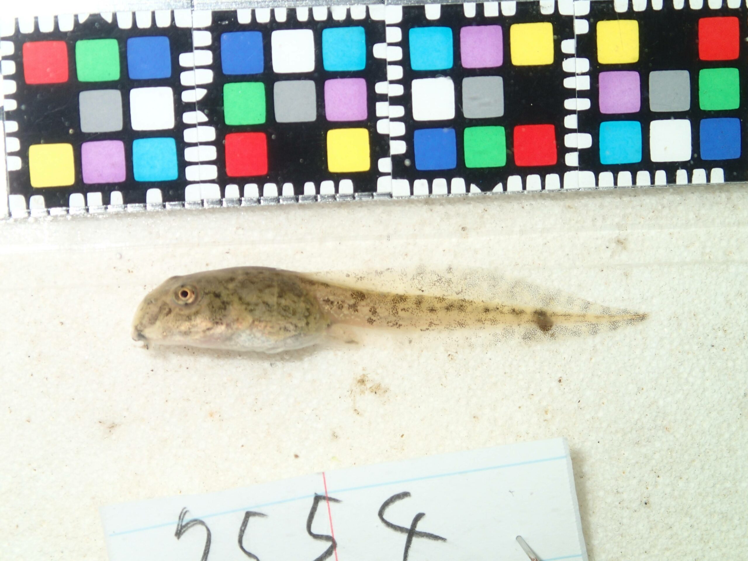 ヌマガエルの幼生