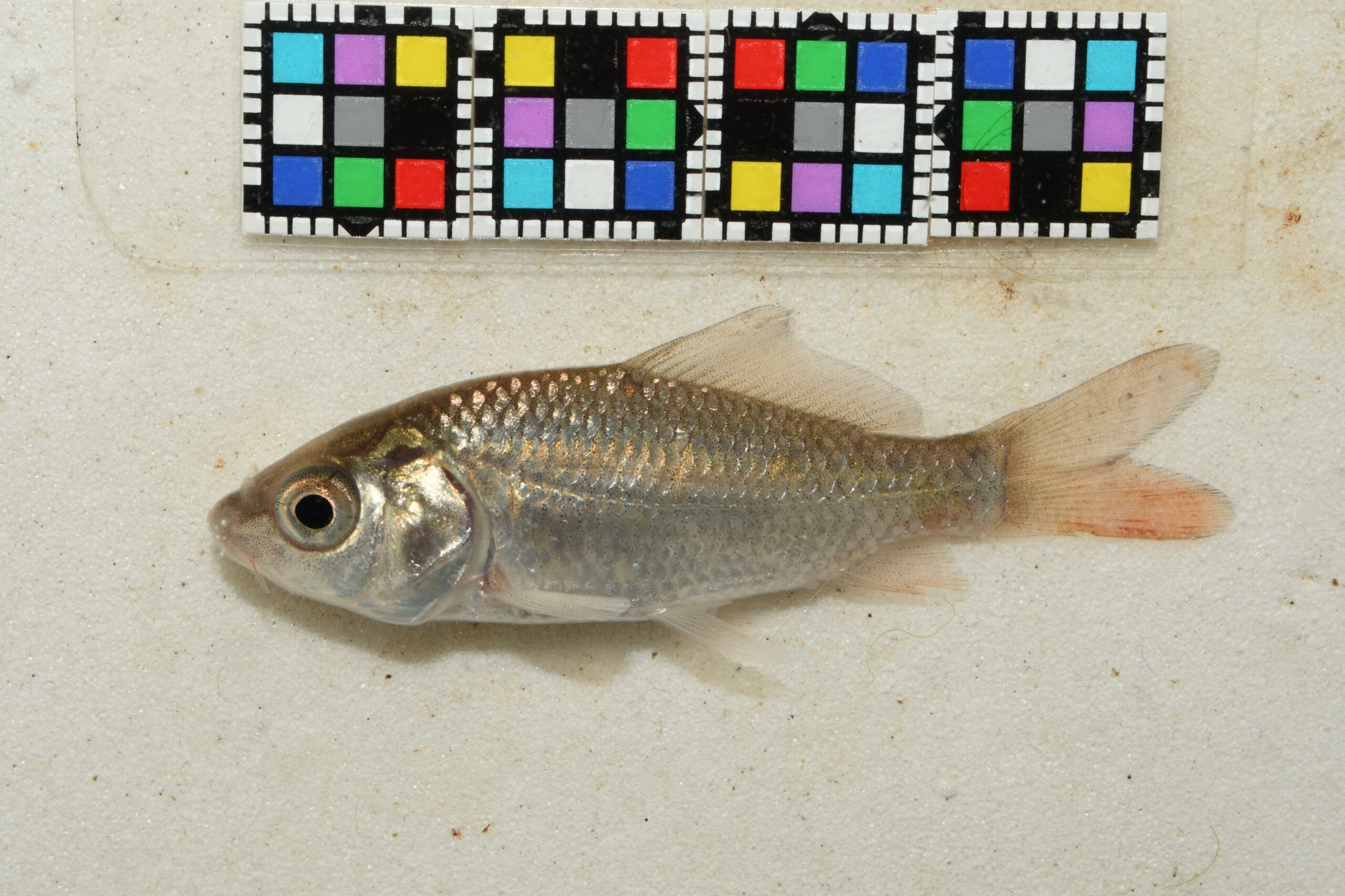 ヤマトゴイの幼魚