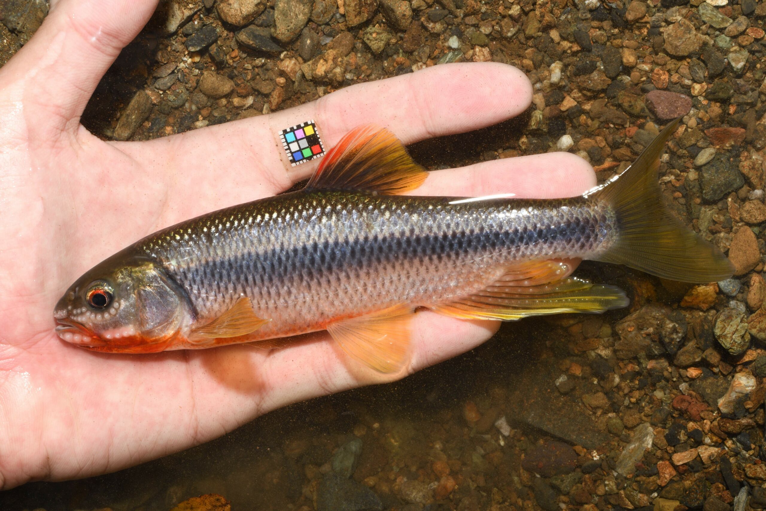 カワムツのオス